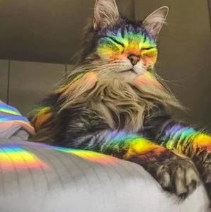 Meet your Posher, Dawn